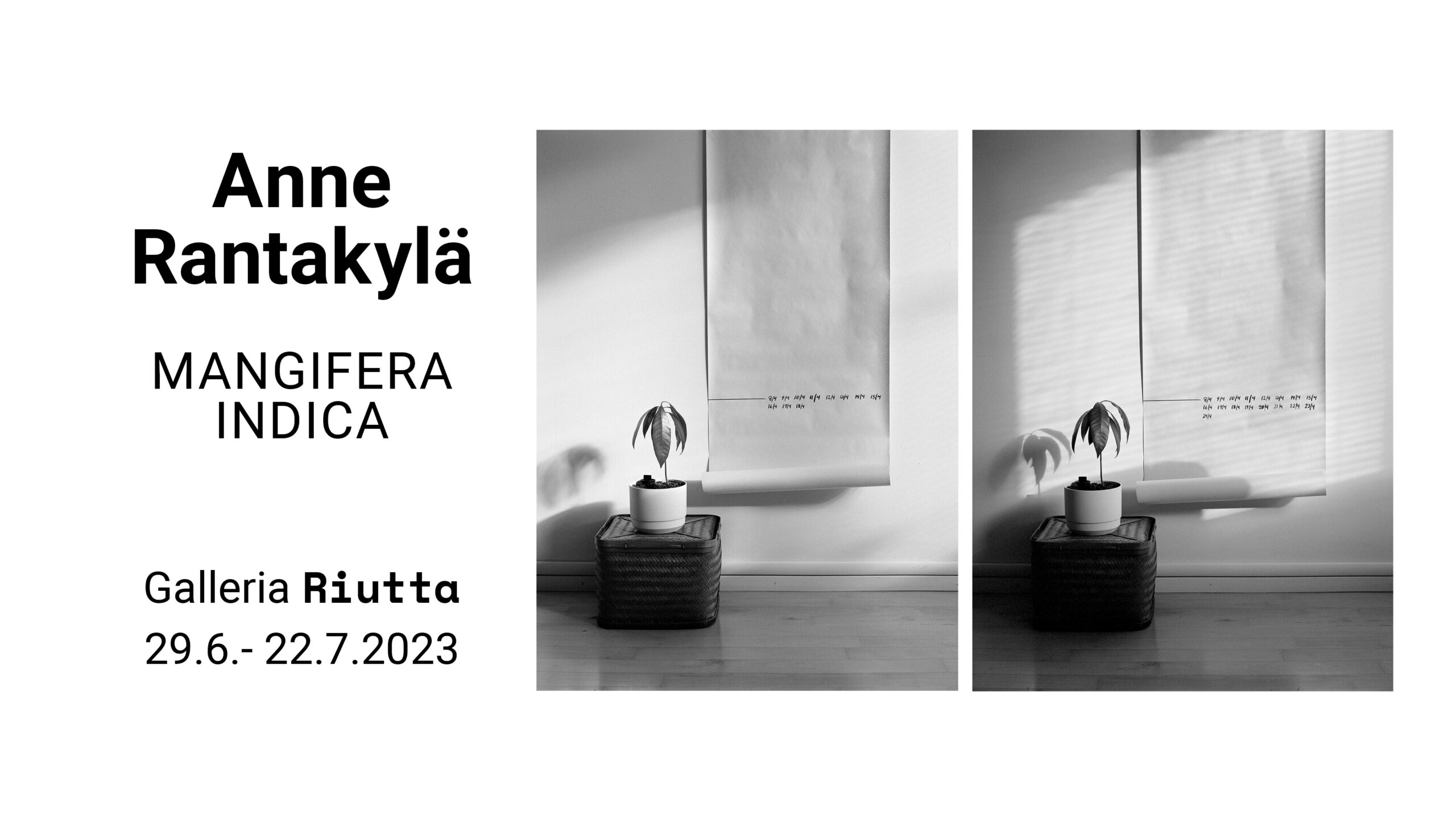 RIUTTA – Anne Rantakylä — Mangifera indica 29.6.–22.7.2023
